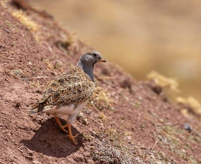 Grey-breasted Seedsnipe