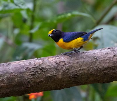 Orange-bellied Euphonia