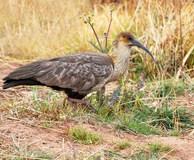 Andean Ibis