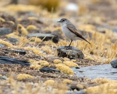 Spot-billed Ground-Tyrant