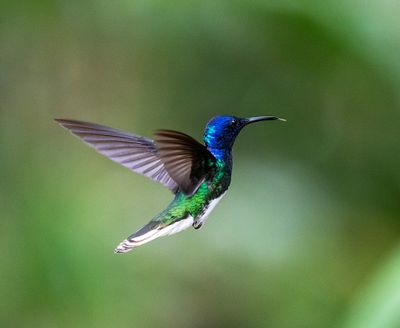 White-necked Jacobin