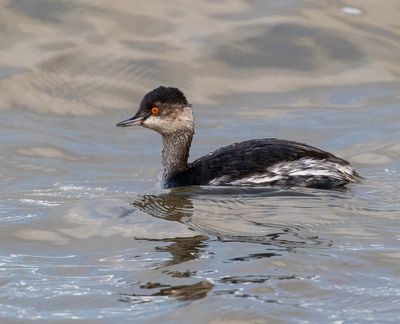 Black-necked Grebe