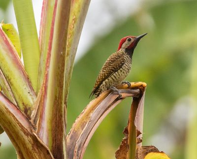 Black-necked Woodpecker