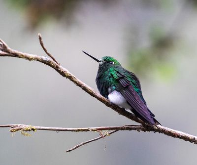 Sapphire-vented Puffleg