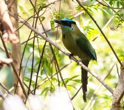 Andean Motmot