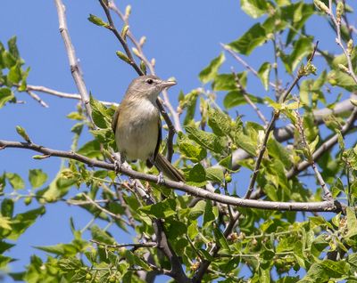 Bell's Vireo
