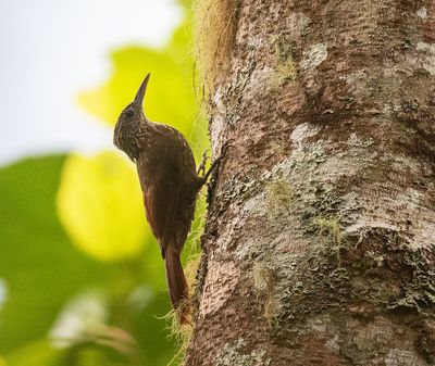 Olive-backed Woodcreeper