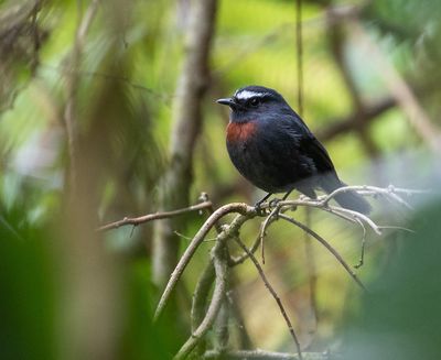 Maroon-belted Chat-Tyrant