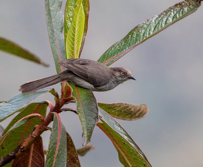 Drab Hemispingus