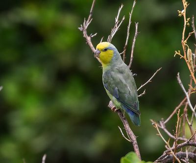 Yellow-faced Parrotlet