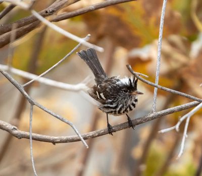 Pied-crested Tit-Tyrant
