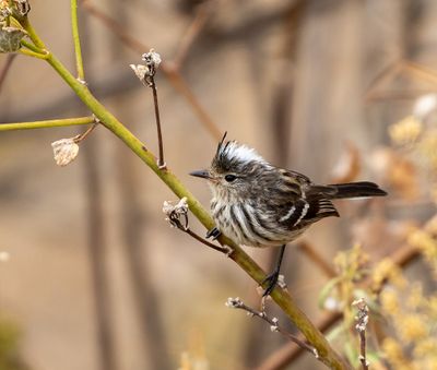 Pied-crested Tit-Tyrant