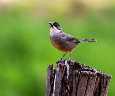 Rusty-bellied Brushfinch