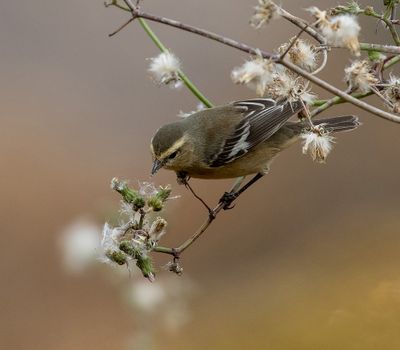 Cinereous Conebill