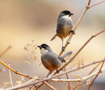 Rusty-bellied Brushfinch