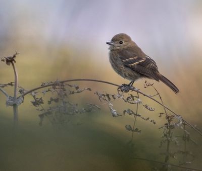 Bran-coloured Flycatcher
