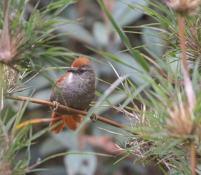 Marcapata Spinetail