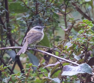 Unstreaked Tit-Tyrant