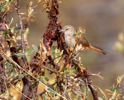 Streak-fronted Thornbird