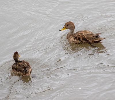 Yellow-billed Teal
