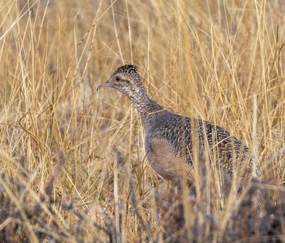 Ornate Tinamou