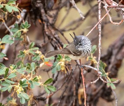 Tufted Tit-Tyrant