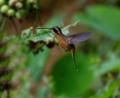 White-browed Hermit