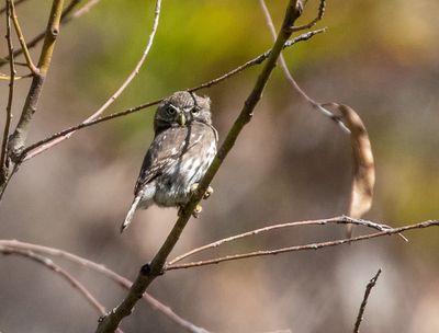 Pacific Pygmy-Owl