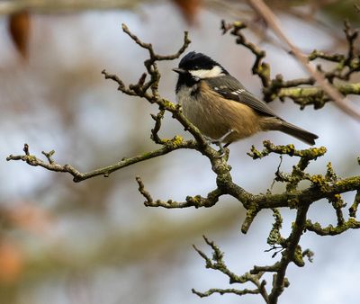 Coal Tit (British)