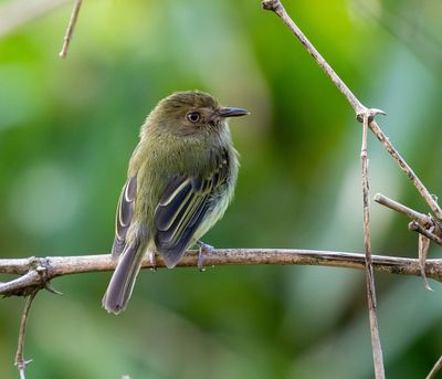 Yungas Tody-Tyrant