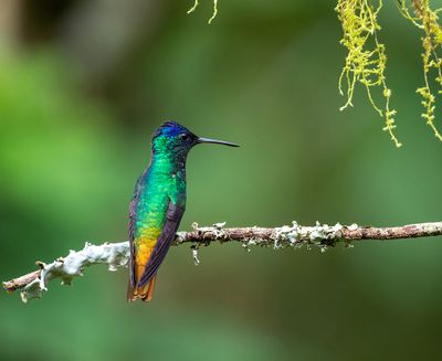 Golden-tailed Sapphire