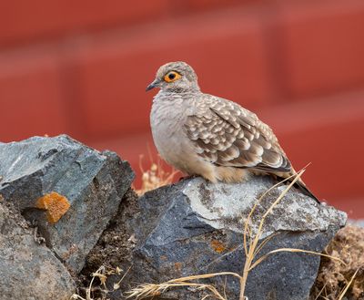 Bare-eyed Ground Dove