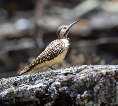 Andean Flicker