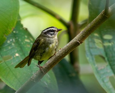 Yungas Warbler