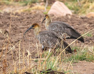 Andean Ibis