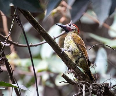 Golden-olive Woodpecker