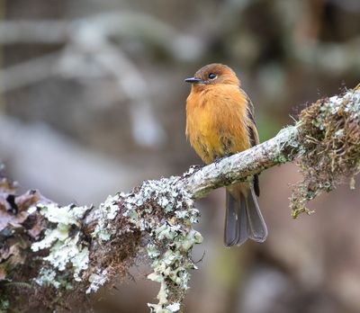 Cinnamon Flycatcher