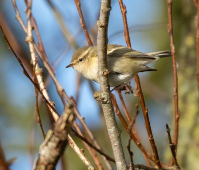 Hume's Warbler