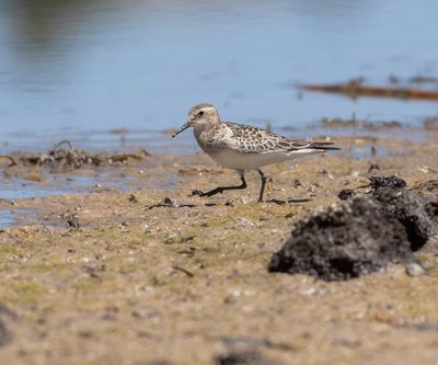 Baird's Sandpiper