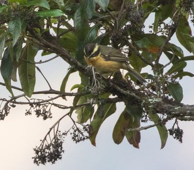 Three-striped Hemispingus