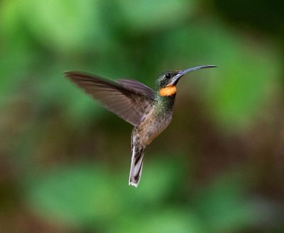 Pale-tailed Barbthroat