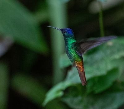 Golden-tailed Sapphire