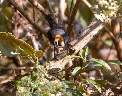 Black-spectacled Brushfinch
