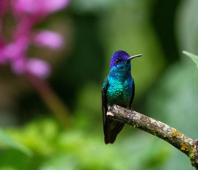 Golden-tailed Sapphire