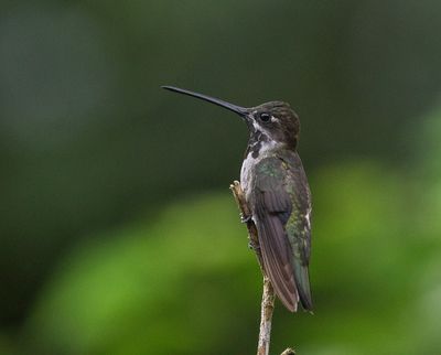 Long-billed Starthroat