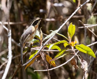 Plain-tailed Warbling Finch