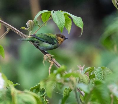 Silvery Tanager