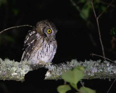 Koepcke's Screech Owl 