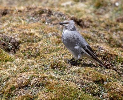 Glacier Finch