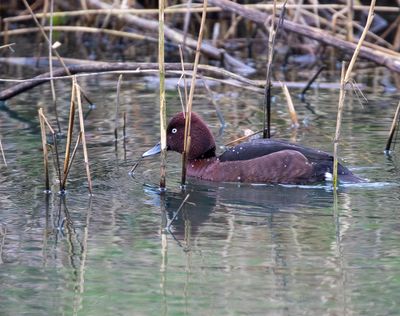 Ferruginous Duck